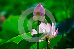 The comely lotus and capullo photo