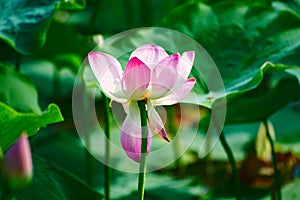 The comely lotus flower photo