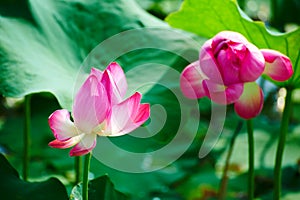 The comely lotus flowers