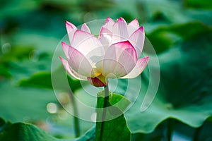 The comely lotus flowers and leaves photo