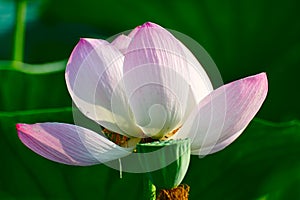 The comely lotus petal photo