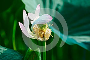 A comely lotus pistil photo
