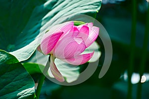 The comely lotus under leaf photo