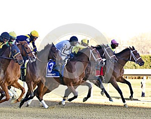 Bellera  3 in the 70th Running of the Comely Stakes