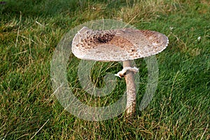 Comestible mushroom photo