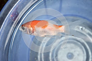 Comet or common goldfish died due to poor water quality i.e. ammonia poisoning. Dead fish floating on the water