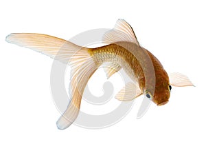 Comet Gold Fish