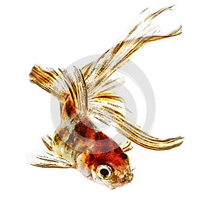 Comet Gold Fish on White