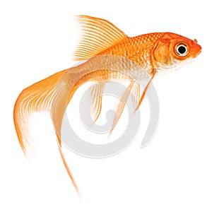 Comet Gold fish