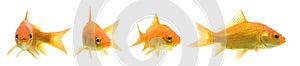 Comet Goldfish Series