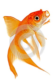 Comet Goldfish on White Background