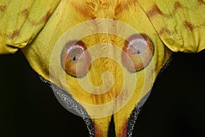 Comet or  moon moth, Argema mittrei, butterfly native to the forests of Madagascar