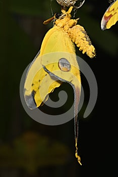 Comet or  moon moth, Argema mittrei, butterfly native to the forests of Madagascar