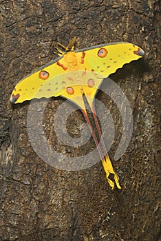 Comet or  moon moth, Argema mittrei, butterfly native to the forests of Madagascar