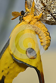 Comet or  moon moth, Argema mittrei, butterfly native to the forests of Madagascar