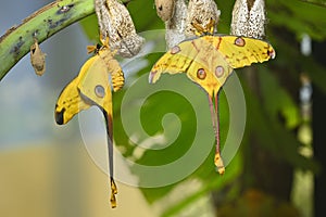 Comet or  moon moth, Argema mittrei, butterfly native to the forests of Madagascar