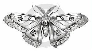 The comet moon moth, vintage ink drawing. Retro Madagascan butterfly sketch in old antique style. Hand-drawn drawing of