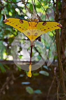 Comet moth