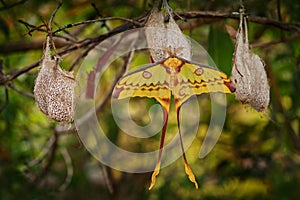 Comet moth, Argema mittrei, big yellow butterfly in the nature habitat, Andasibe Mantadia NP in Madagascar. Madagascan moon moth