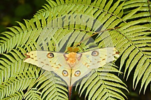 Comet Moth Argema mittrei - madagascar