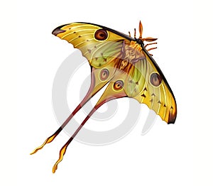 Comet moth Argema mittrei