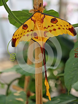 The comet moth or Madagascan moon moth Argema mittrei is