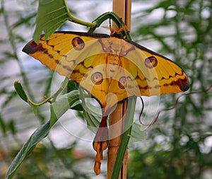 The comet moth or Madagascan moon moth Argema mittrei is