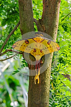 The Comet moth or Madagascan moon moth, Argema mittrei, sitting on a branch in front of a green blurry background