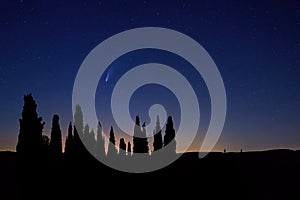 Comet Neowise above silhoutte of cypress trees against starry sky.