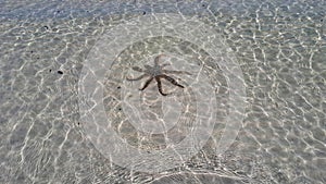 Comet sea star underwater on seabed covered by anemones