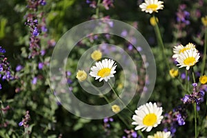 Comet White Marguerite Daisy with Purple Catmint Flowers in the Garden in Background photo