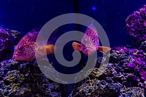 Comet white-spotted fish