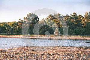 comfortable beach of the baltic sea with rocks and green vegetat