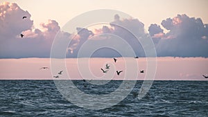 comfortable beach of the baltic sea with rocks and green vegetat