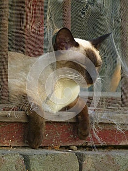Comfortable cat in window