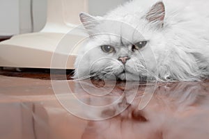 A comfortable Chinchilla Persian cat, silver shade, lies on wooden floor and looking something with curious expression