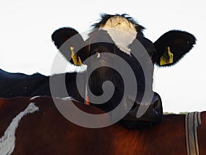 comfortable cow