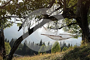 Comfortable net hammock outdoors on sunny day