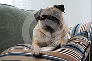 Comfortable Pug