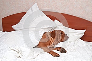 Comfortable Sleeping