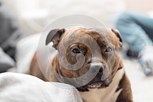 Comfortable staffordshire bull terrier lying on sofa looking to