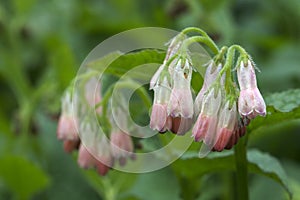 Comfrey