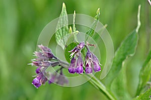 Comfrey