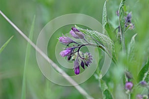 Comfrey