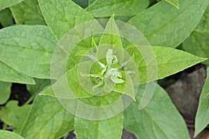 Comfrey