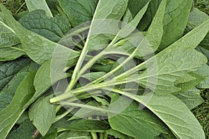 Comfrey