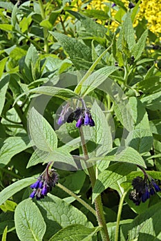 Comfrey