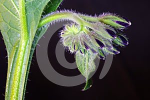 Comfrey Purple Blossom Bunch 01