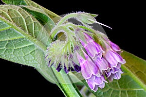 Comfrey Flower Purple Flower Blossoms 01