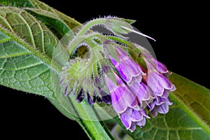 Comfrey Flower Purple Flower Blossoms 02
